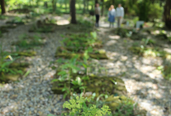Natural Pet Burial Service