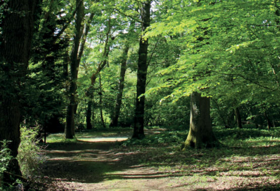 Peaceful woods