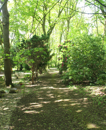 Image of Bluebell Woods Pet Cemetery path
